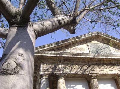 La ceiba del Templete