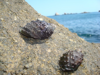 Caracol Purpura