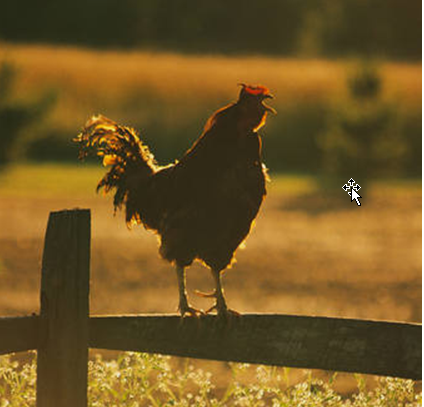 El canto de los gallos al amanecer