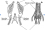 la siringe, es un órgano peculiar de las aves localizado en la parte baja de la tráquea