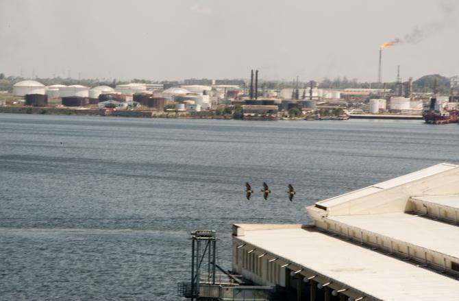 Pelicanos en la bahía / Fotos: Alexis Rodríguez