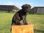 Cachorro de perro bardino majorero