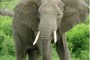 2013-07-04 11-53-35_28 Los colmillos de elefantes    13.doc (Sólo lectura) [Modo de compatibilidad]