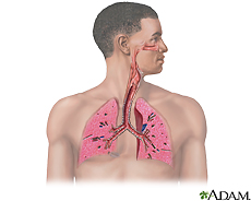 Sistema respiratorio