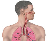 Sistema-respiratorio