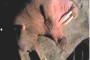 El pene de los animales