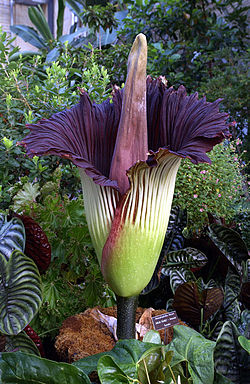 El aro gigante o bunga bangkai