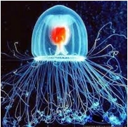 2013-09-09 15-09-06_43 Peligro medusas en accion Jul 13 (2).doc [Modo de compatibilidad] - Microsoft