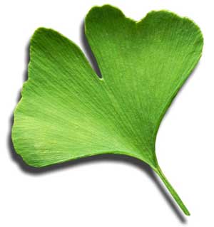 ginkgo-biloba2