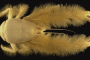 El cangrejo yeti (Kiwa hirsuta)