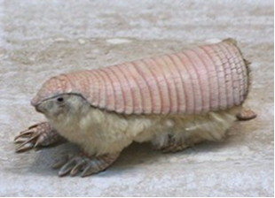 Animales extraños.Pichiciego pampeano