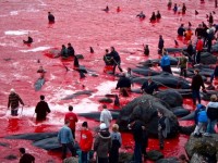 Matanza de ballenas en Islas Faroe
