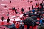 Matanza de ballenas en Islas Faroe