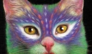 gato-maquillado