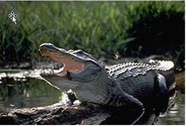 Cocodrilos y nuevos dientes