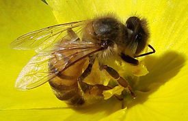 2014-05-08 17-46-53_7  Alerta alerta abejas en peligro   Mayo 14