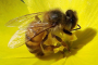 2014-05-08 17-46-53_7  Alerta alerta abejas en peligro   Mayo 14