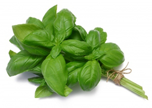 albahaca-