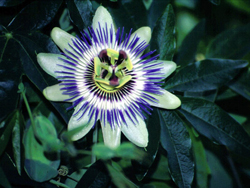 pasiflora