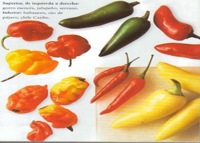 2015-01-08 11-12-38_Los chiles diciembre 2014
