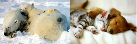 2015-02-19 13-21-02_5  Sueñan los animales  abril 14 [Modo de compatibilidad] - Microsoft Word