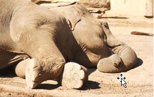 2015-02-19 13-54-51_5  Sueñan los animales  abril 14 [Modo de compatibilidad] - Microsoft Word