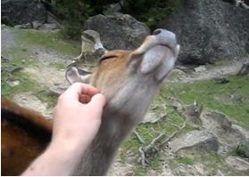 2015-02-19 15-04-25_25  Cosquillas y risa en los animales  Enero 15 [Modo de compatibilidad] - Micro