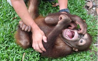 2015-02-19 15-04-39_25  Cosquillas y risa en los animales  Enero 15 [Modo de compatibilidad] - Micro
