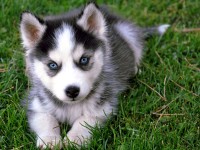Siberian-Husky-cachorros-20130316164047