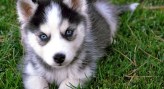 Siberian-Husky-cachorros-20130316164047