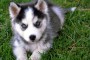 Siberian-Husky-cachorros-20130316164047