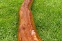 250px-Didgeridoo-grass