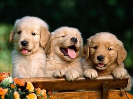 perritos