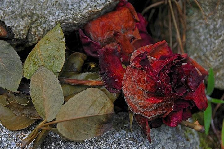 rosasmarchitas (Small)
