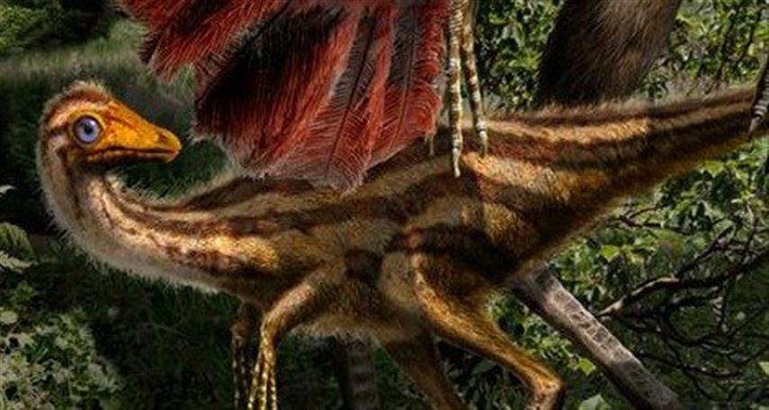 20121025010113ornithomimus-thumb.jpg__800x600_q85_crop (Small)
