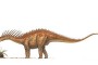 MM-amargasaurus-illustration