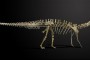 Fósil de Diplodocus de 20 metros de largo