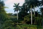 paisaje-cubano-delain (Small)