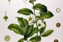 43. imagen de Camellia sinensis.