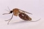 Anopheles_gambiae_Mosquito (Small)