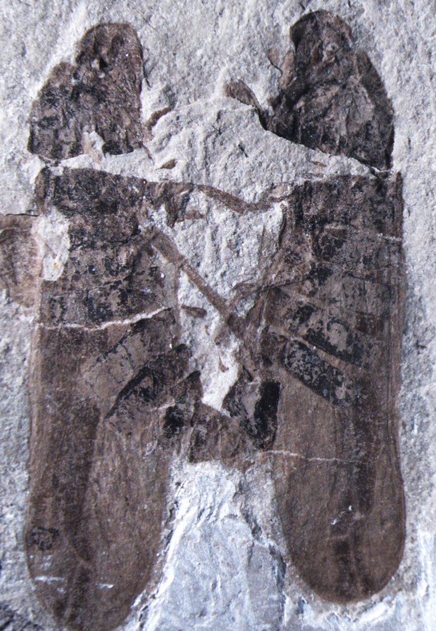 Insectos cercopoideos fósiles en cópula