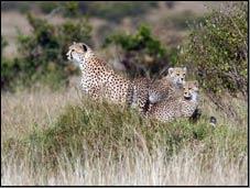 Leopardos en el Masai Mara