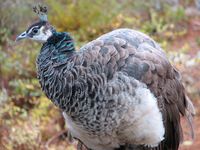 Hembra de pavo real
