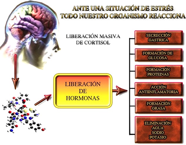 cortisol