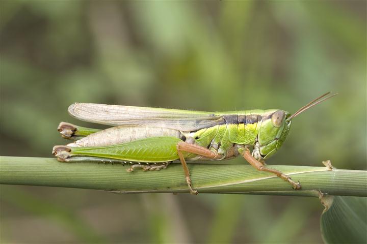 Oxya yezoensis