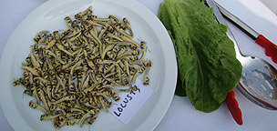 Entomofagia. Plato de Locusta (ortoptero)