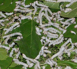 Gusanos de seda