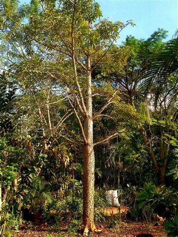 Nueva ceiba