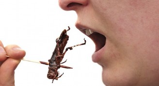 Tema 53. comiendo insectos
