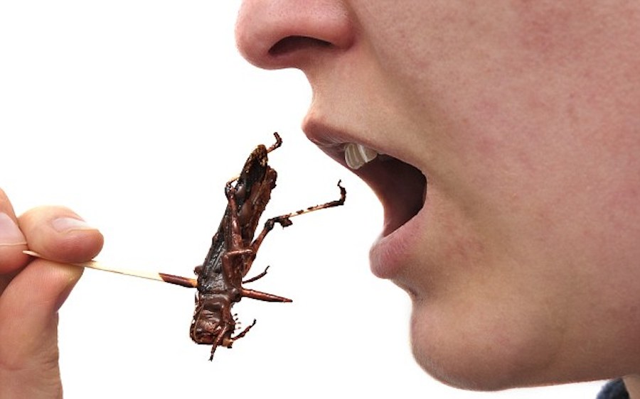 Tema 53. comiendo insectos